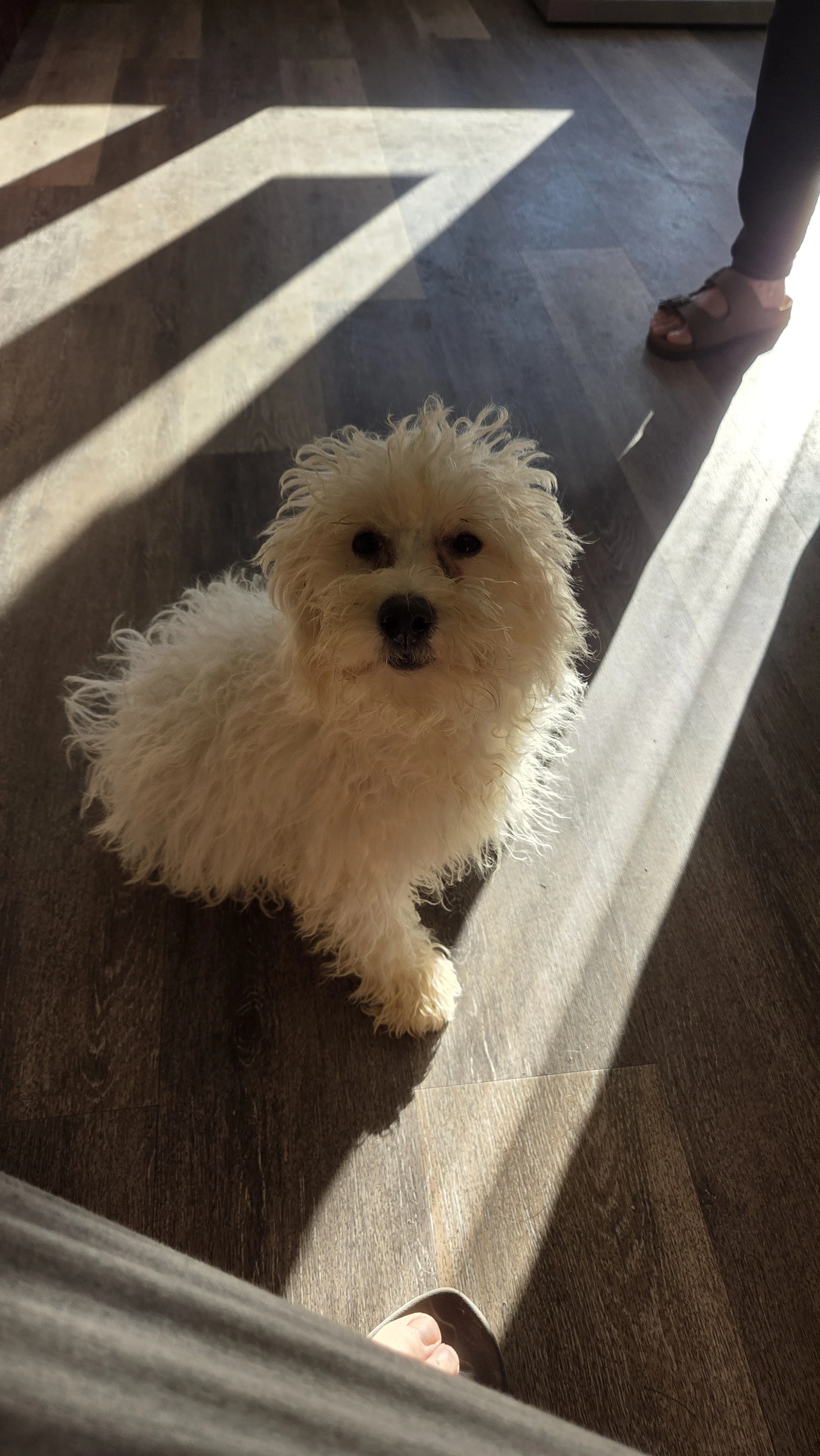 Bart Purebred Super Sweet