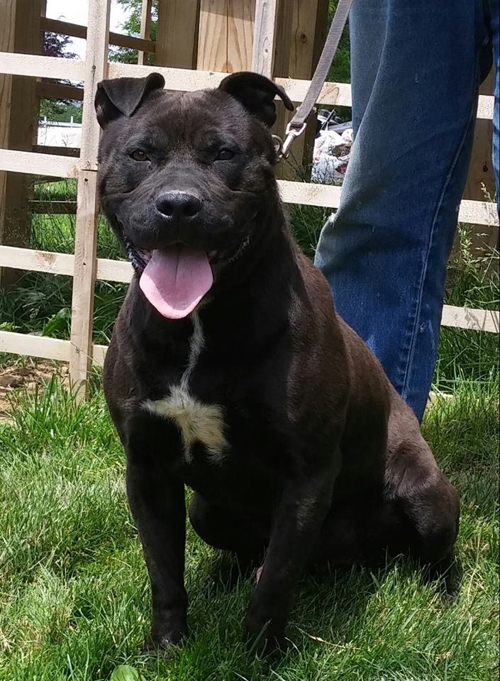 adoptable Dog in Woodsfield, OH named ONYX
