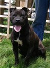 adoptable Dog in , OH named ONYX