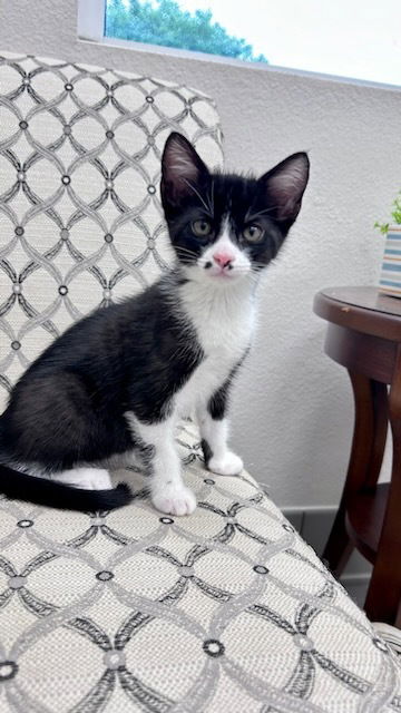 adoptable Cat in Greenville, TX named Quigley