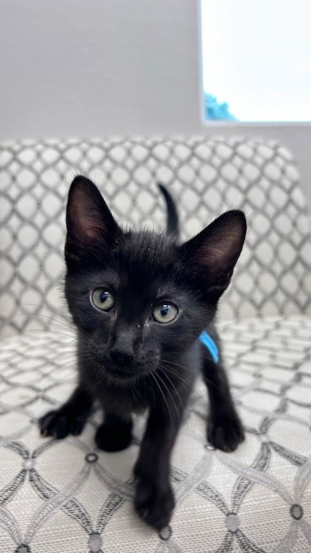 adoptable Cat in Greenville, TX named Murphy