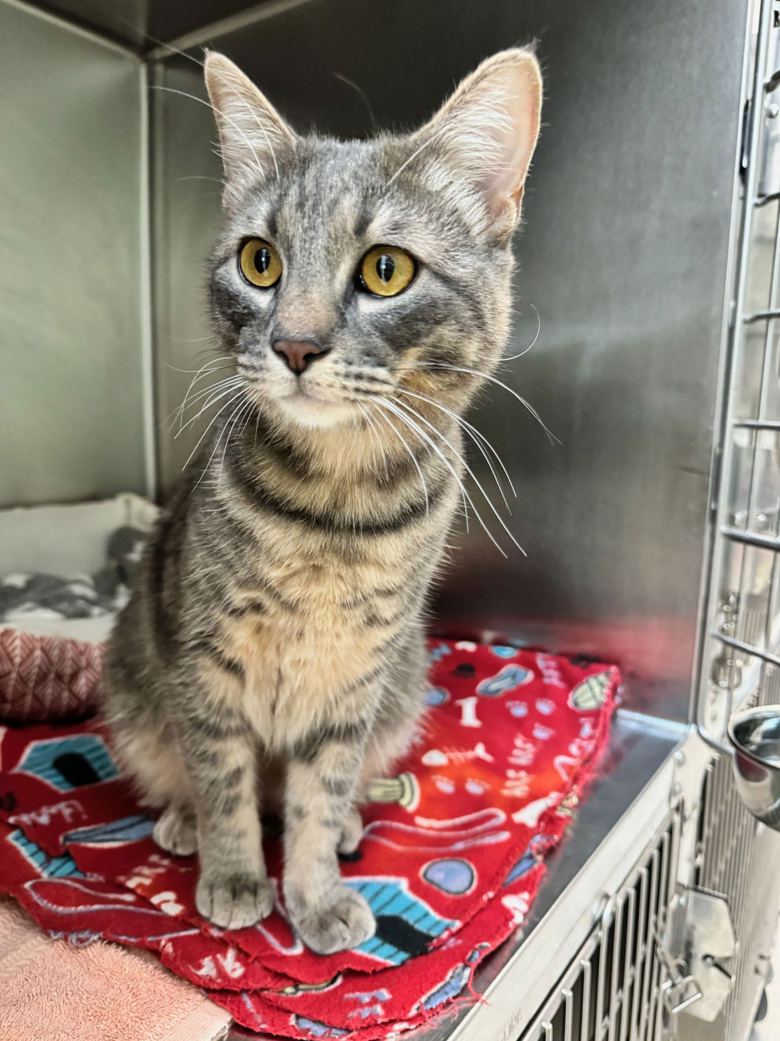 adoptable Cat in Greenville, TX named Luke