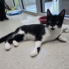 adoptable Cat in Greenville, IL named Roger