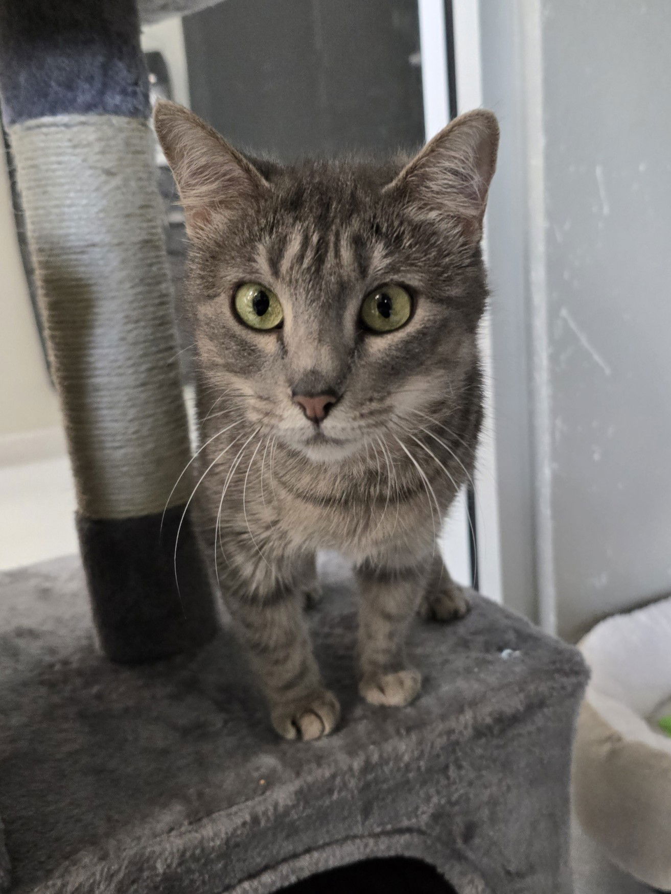 adoptable Cat in Greenville, TX named Lady May