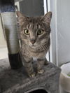 adoptable Cat in greenville, IL named Lady May