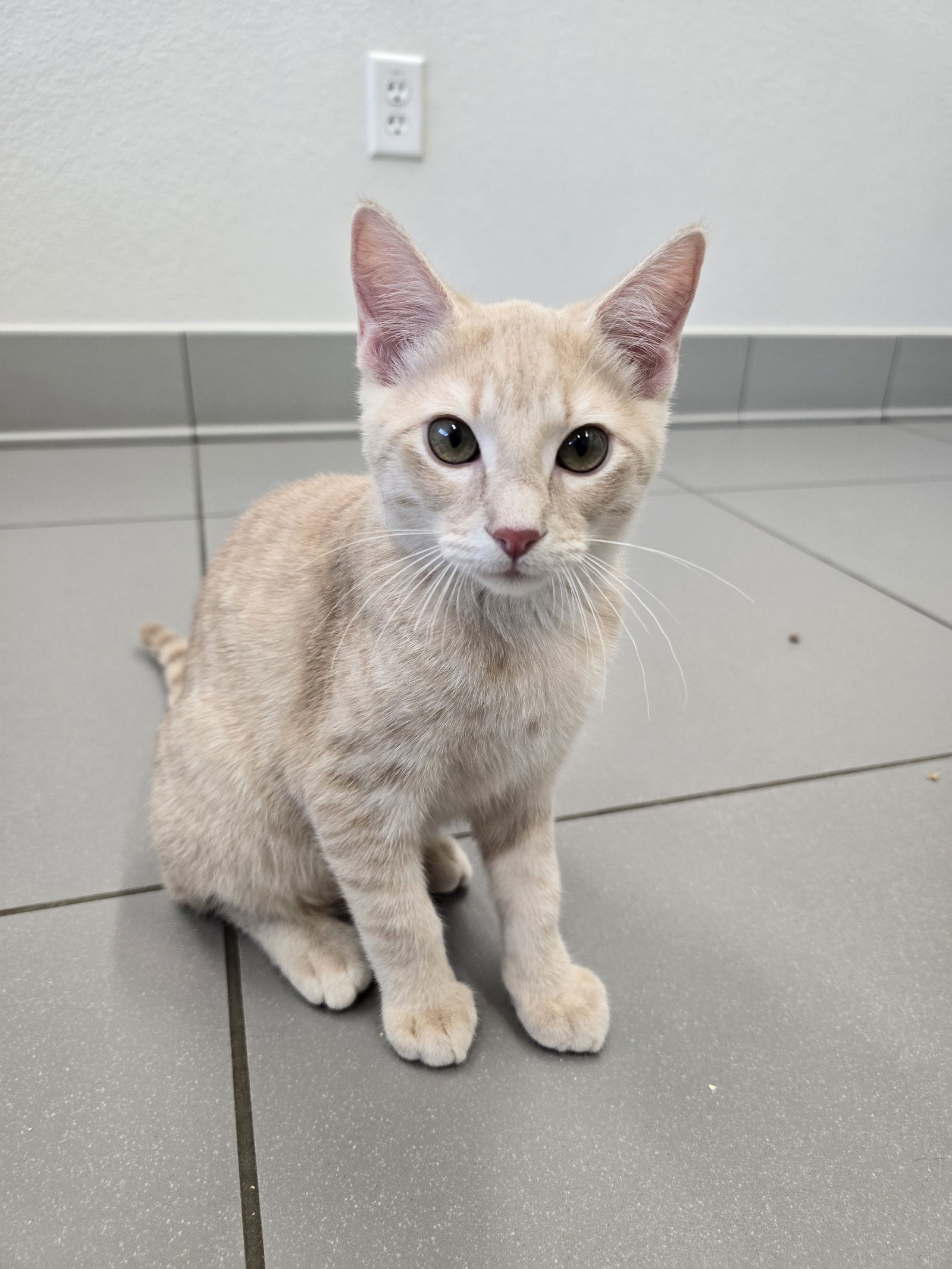 adoptable Cat in Greenville, TX named Egg White