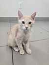 adoptable Cat in greenville, IL named Egg White