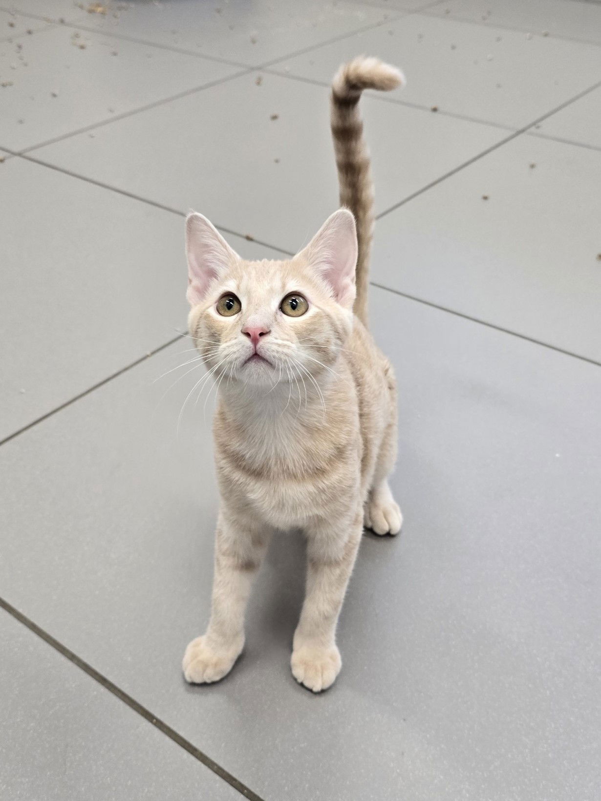 adoptable Cat in Greenville, TX named Chantilly