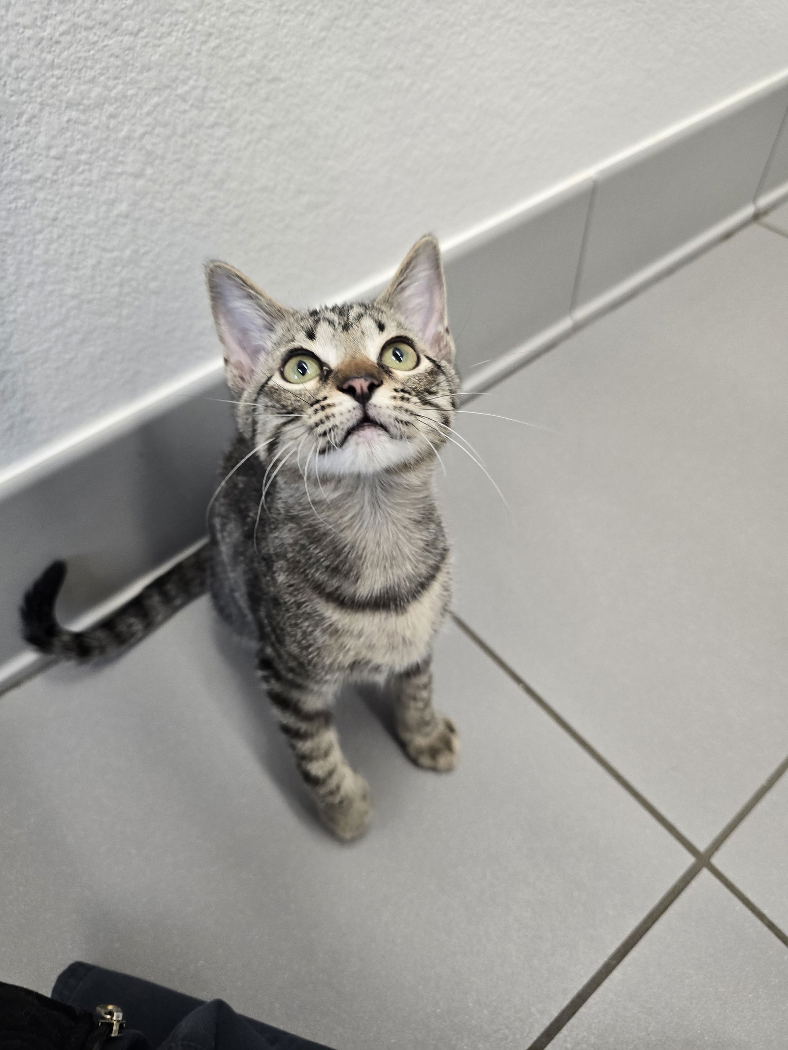 adoptable Cat in Greenville, TX named Mousse