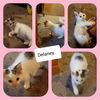 Delaney - Bonded Pair Sponsored Adoption Donation