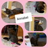 Annabel - A Litter - HALF OFF