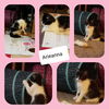 Arieanna - Bonded Pair Sponsored Adoption Donation