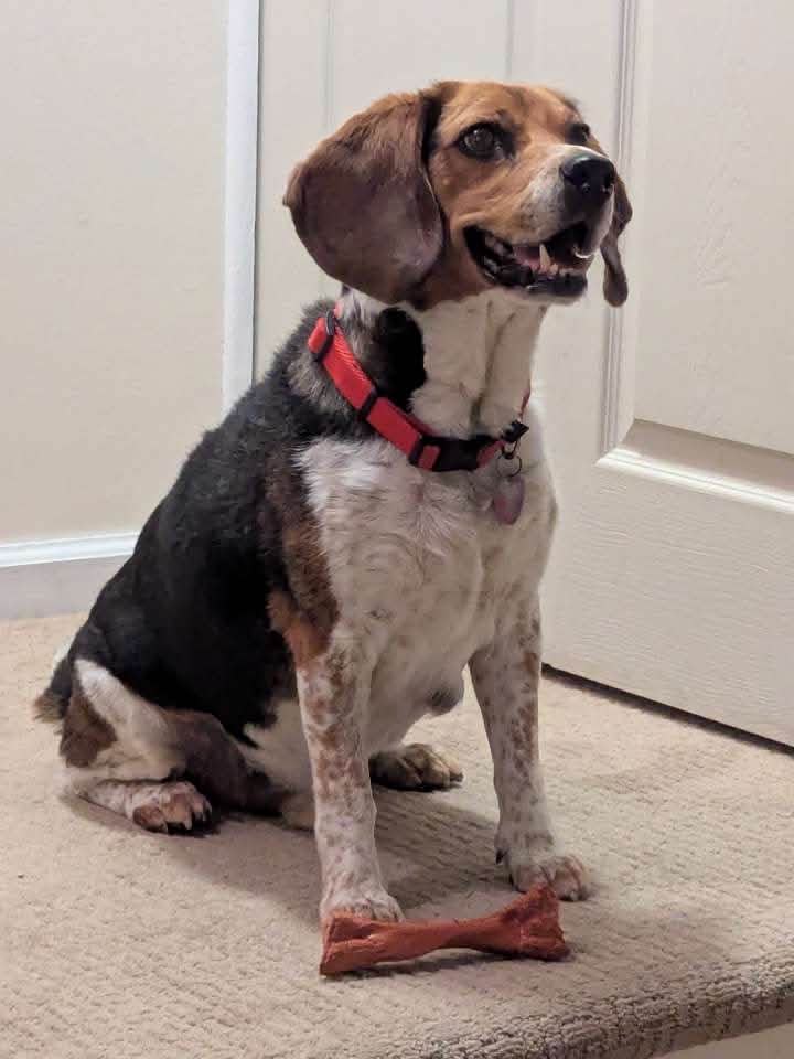 Benny, Beagle