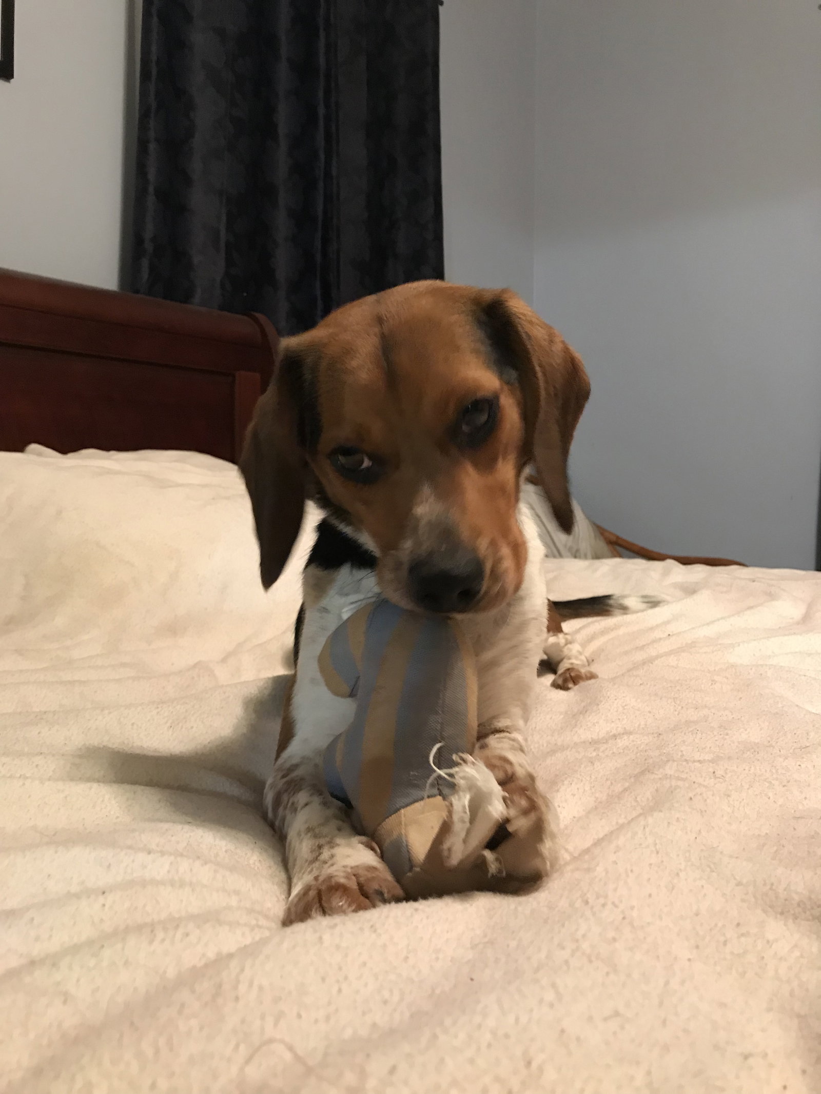 Benny, photo 8