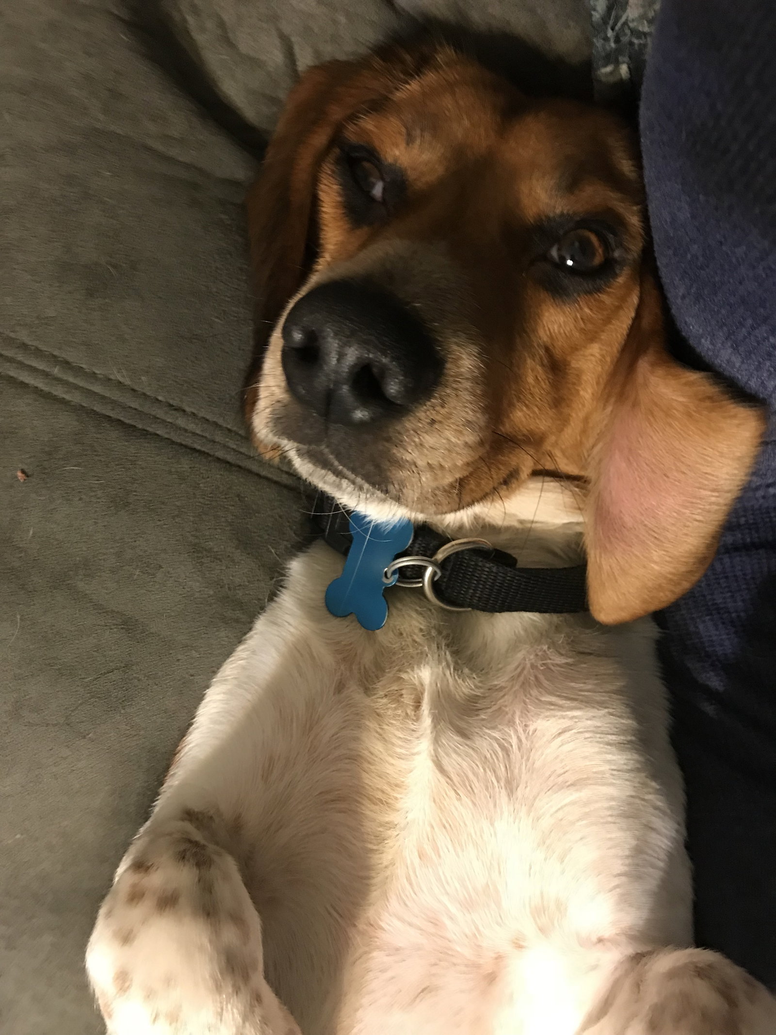 Benny, photo 9