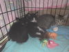 Grayson - G Litter- $25 Adoption Special