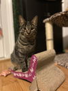 Rosie - R Litter.