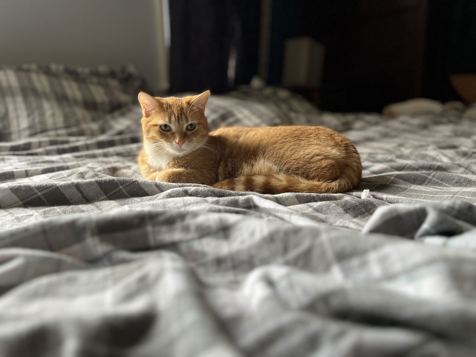 adoptable Cat in Clinton, MI named Ginger - Adoption Special