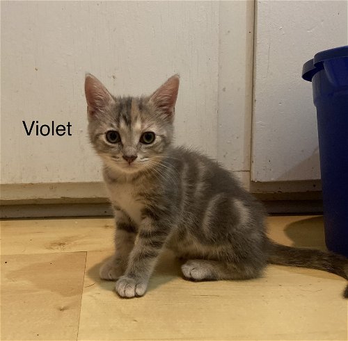 Violet - V Litter