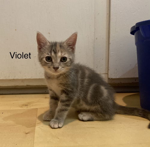 Violet - V Litter