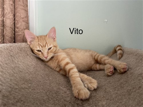 Vito - V Litter