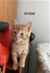 Amber - U Litter