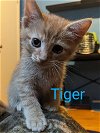 Tiger - W Litter