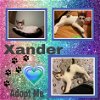 Xander - X Litter