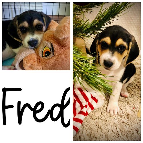 Fred - AB Litter