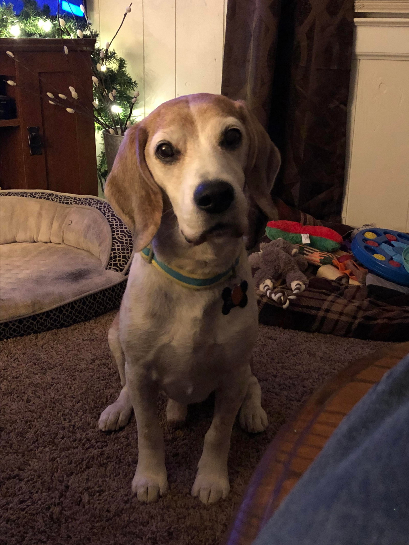 Dog for Adoption Snoozer, a Beagle in Swanton, OH Alpha Paw