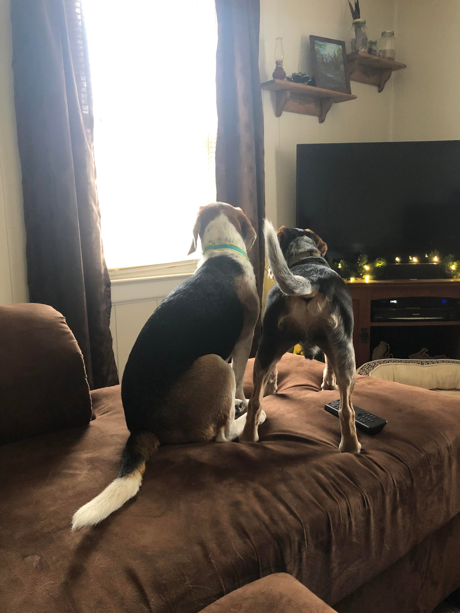 Dog for Adoption Snoozer, a Beagle in Wauseon, OH Alpha Paw