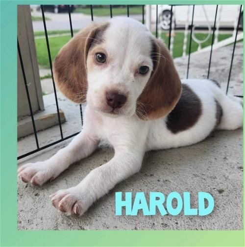 Harold - AR