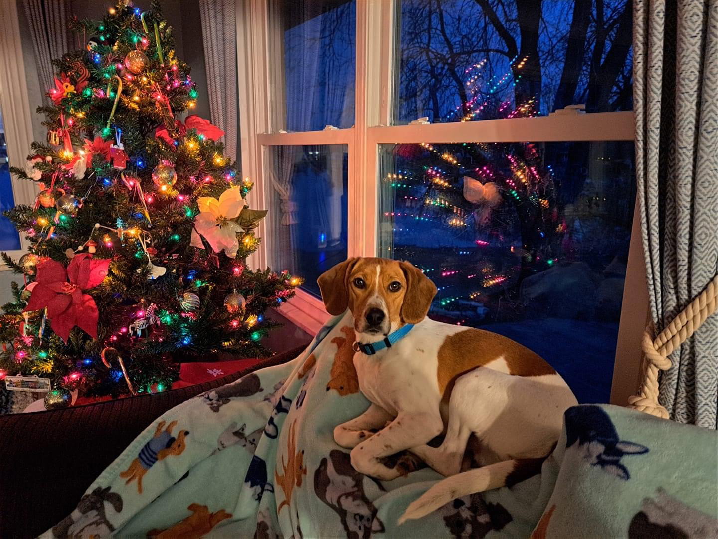 Dog for Adoption Biscuit, a Beagle in Ecorse, MI Alpha Paw
