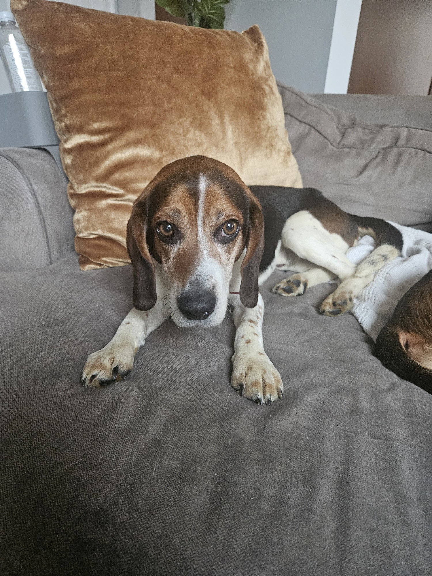 Dog for Adoption Rex, a Beagle in Perrysburg, OH Alpha Paw