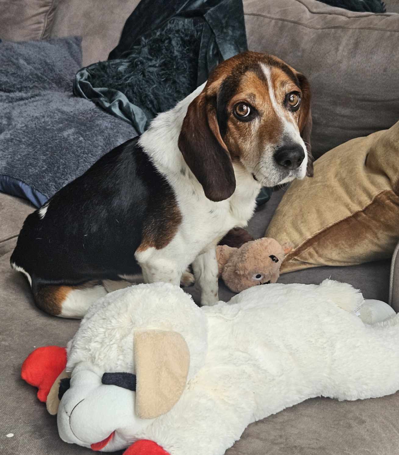 Dog for Adoption Rex, a Beagle in Perrysburg, OH Alpha Paw
