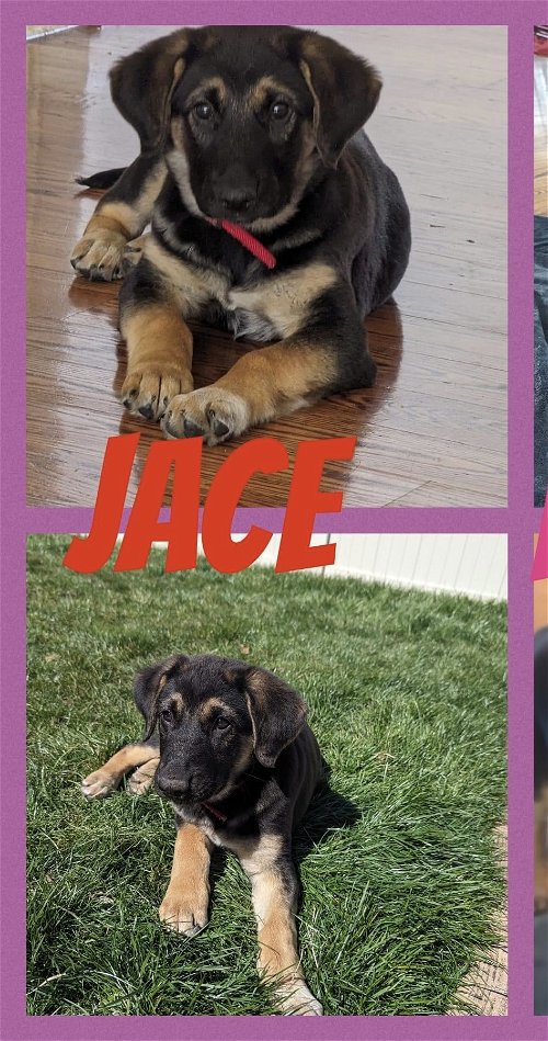 Jace - AU