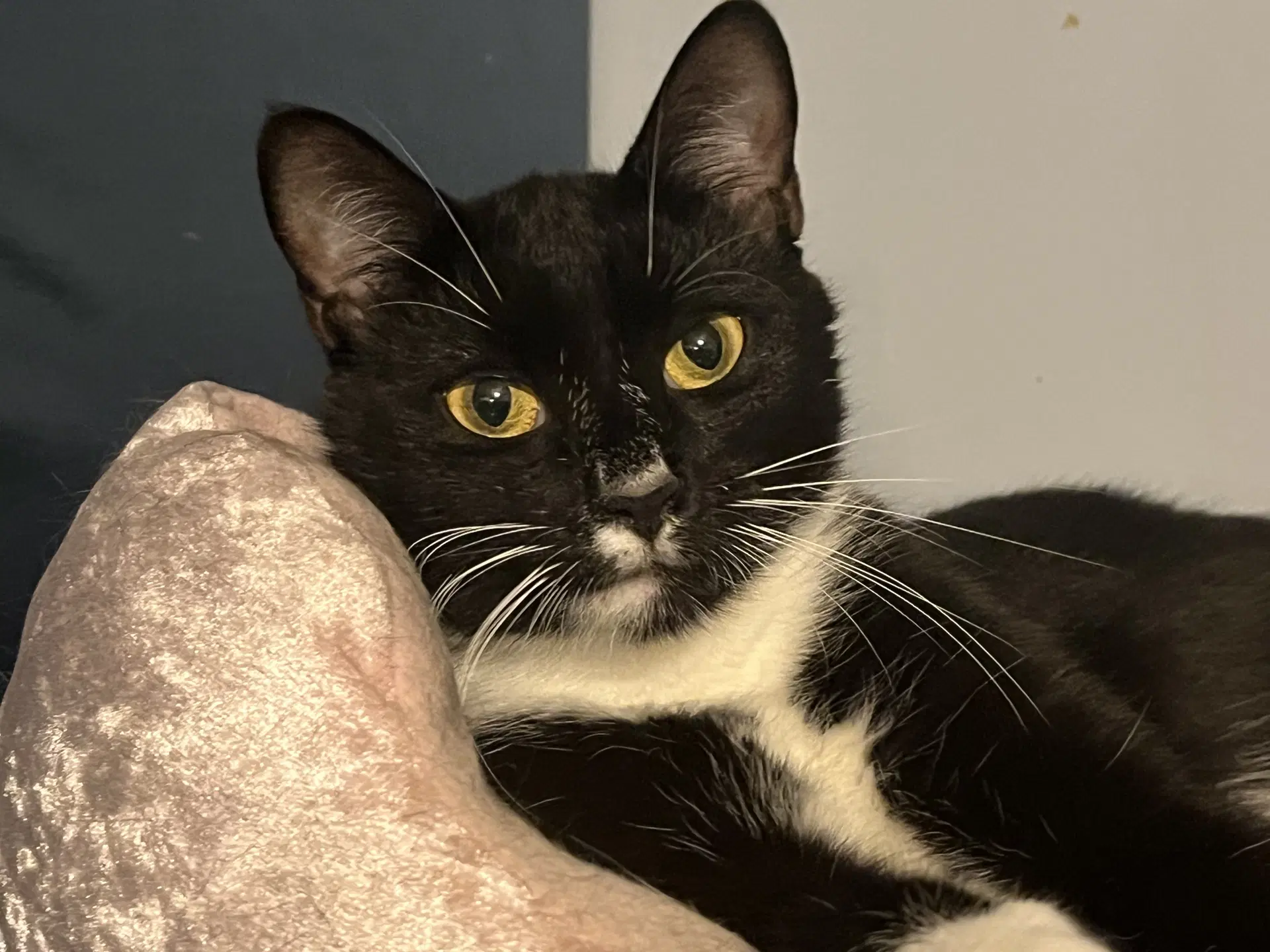 Sabrina - Domestic Short Hair