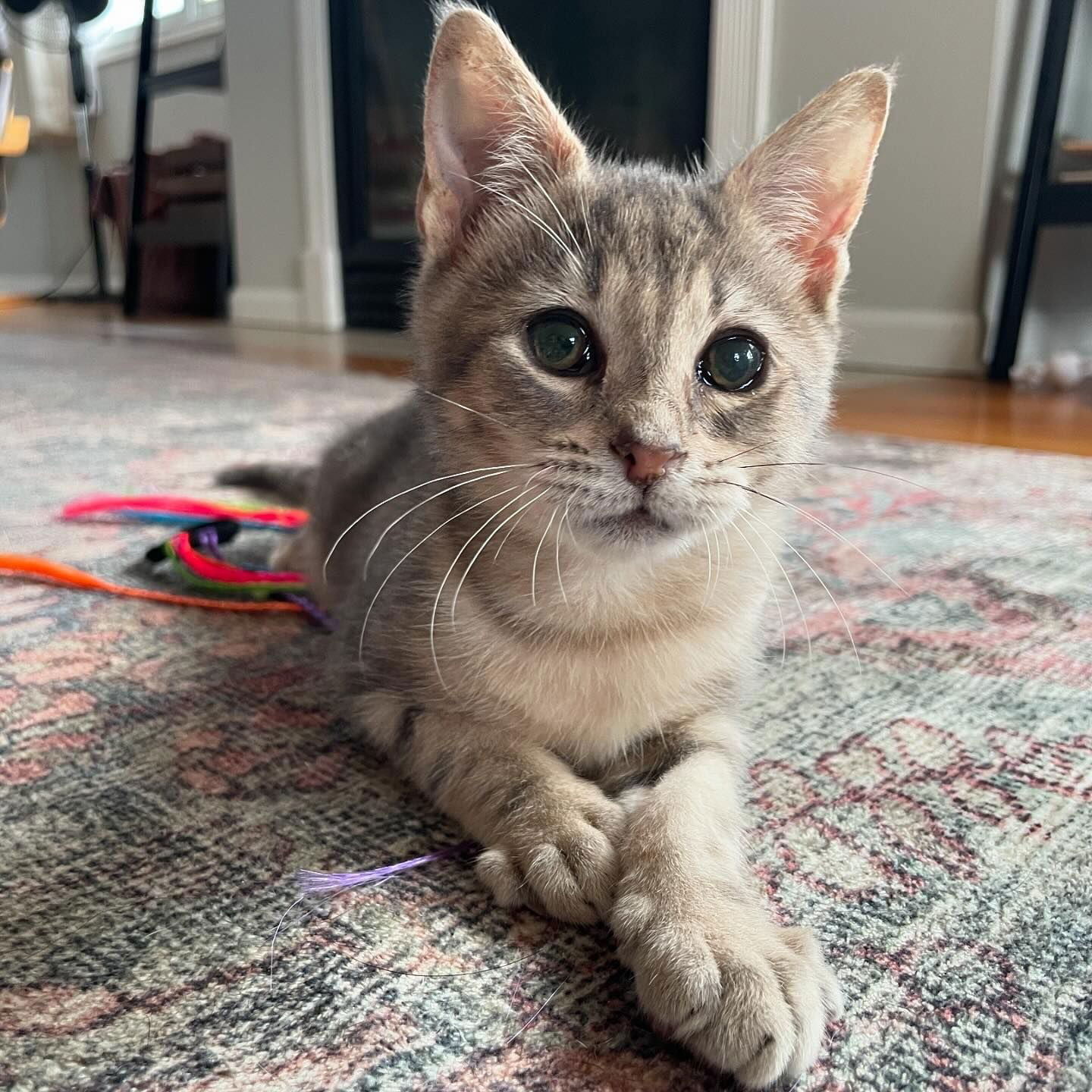 adoptable Cat in Clinton, MI named Lola