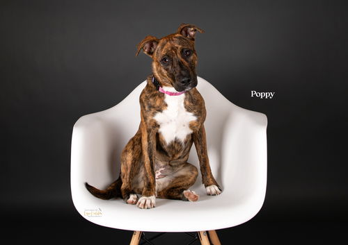 Poppy