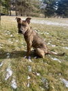 Poppy