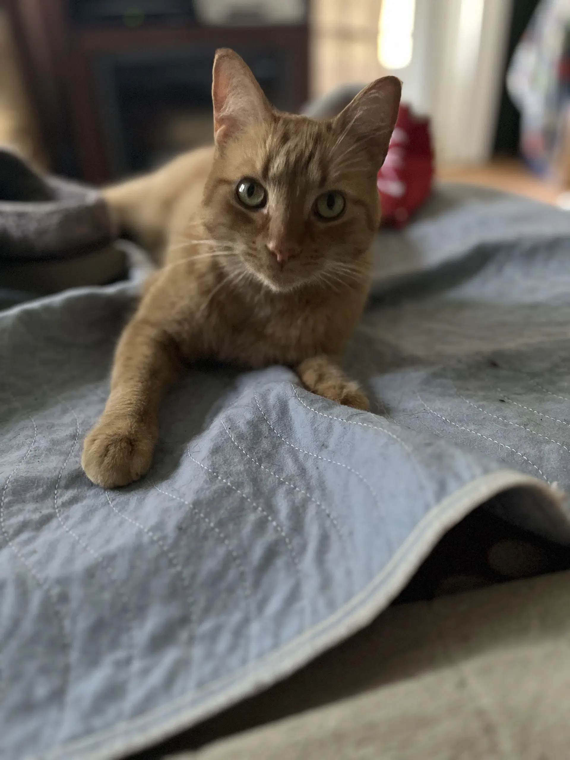 Heineken - Ak - Domestic Short Hair