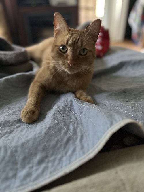 Heineken - AK, Domestic Short Hair / Mixed, cat for adoption in Dearborn Heights, Michigan