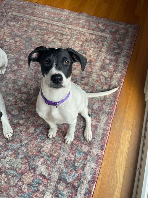 picture of the dog needing adoption