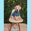 Dasher - BD