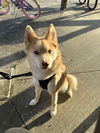 Cooper