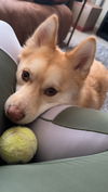 Cooper
