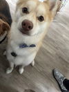Cooper