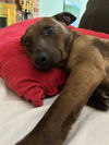 Dixie