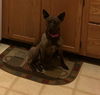 Dixie