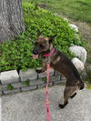 Dixie